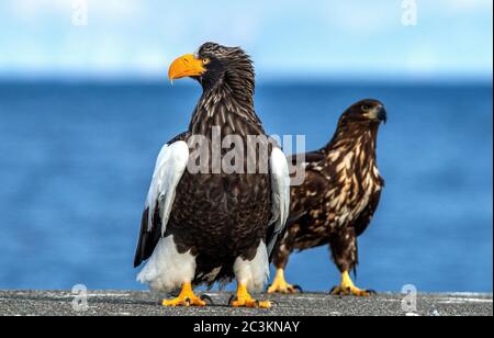 Adult Steller`s sea eagle. Close up portrait. Scientific name: Haliaeetus pelagicus. Blue background. Stock Photo